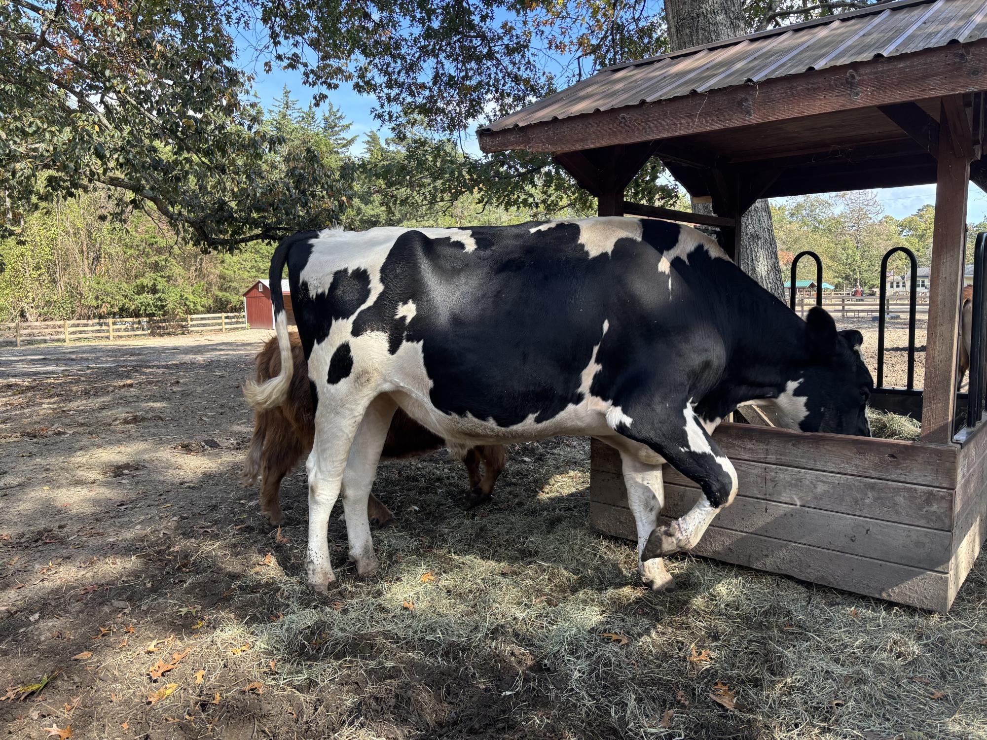 Laurie Zaleski started the May’s Landing animal sanctuary for her ailing mother. Today, it is home to over 750 animals, has inspired books and TV appearances, and welcomes visitors from around the world.