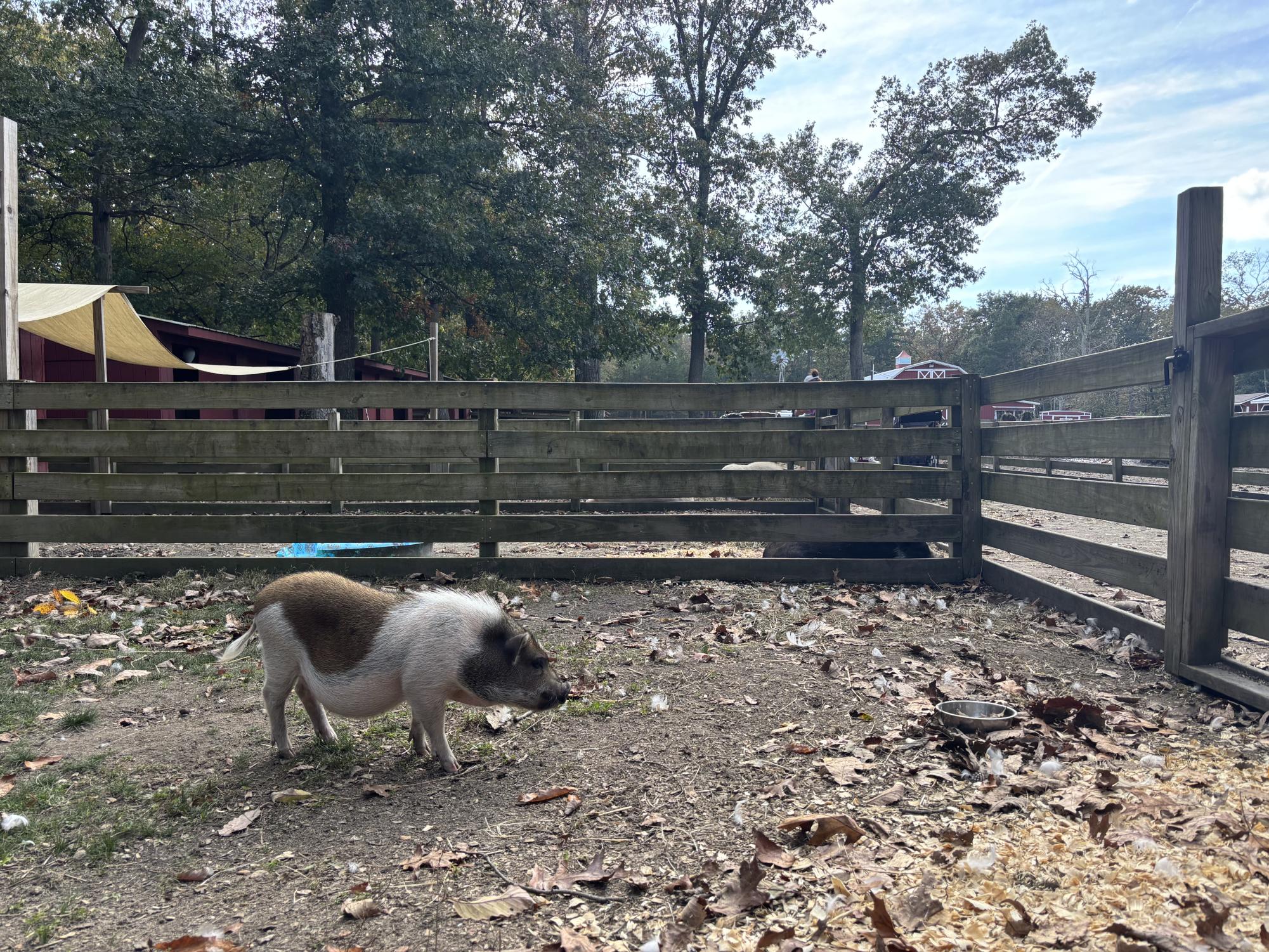 Laurie Zaleski started the May’s Landing animal sanctuary for her ailing mother. Today, it is home to over 750 animals, has inspired books and TV appearances, and welcomes visitors from around the world.