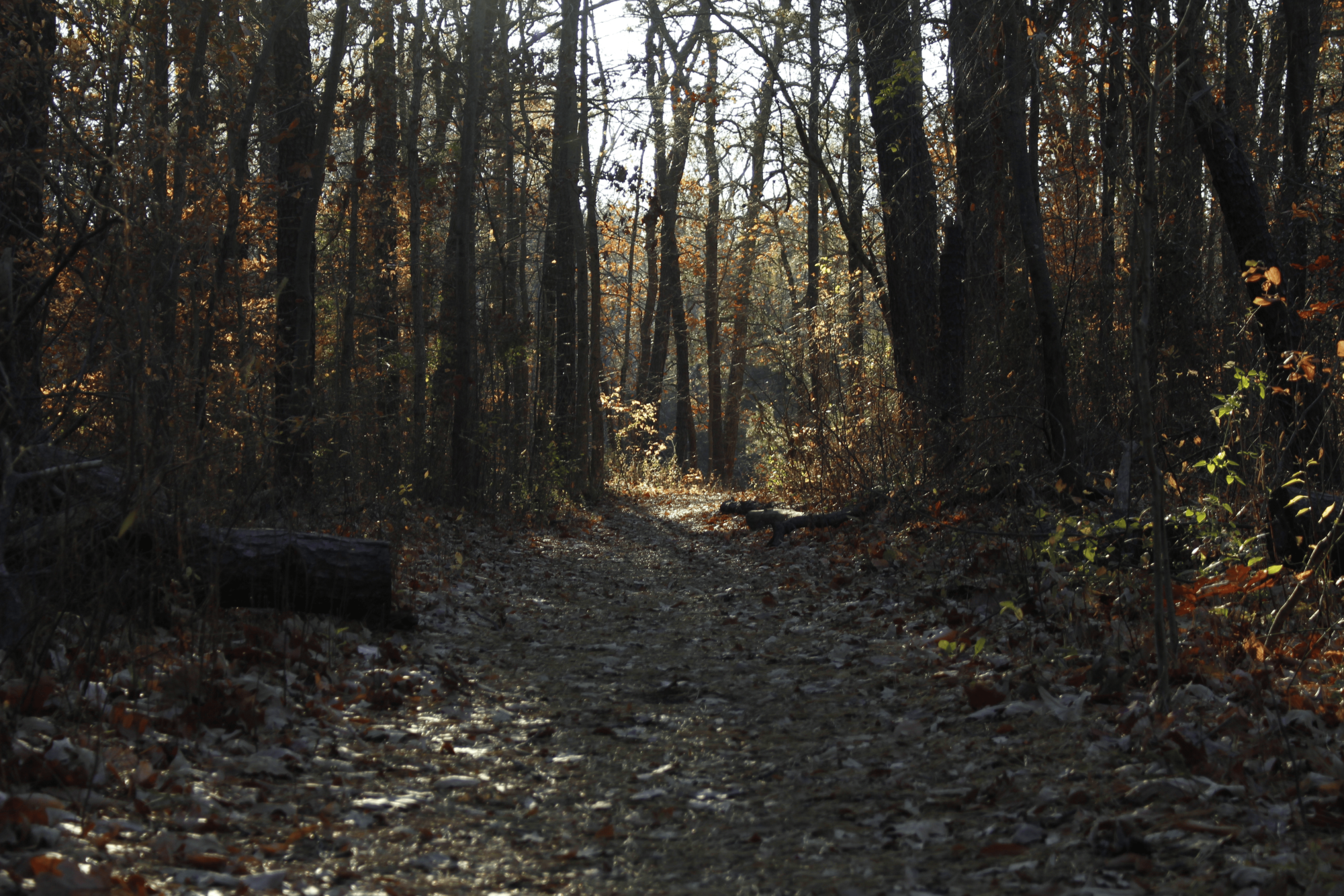 A nearly year-long effort to link Pitman’s parks via the new Hollywood Dell Trail is complete, and residents will get their first chance to walk the new network during a community hike.