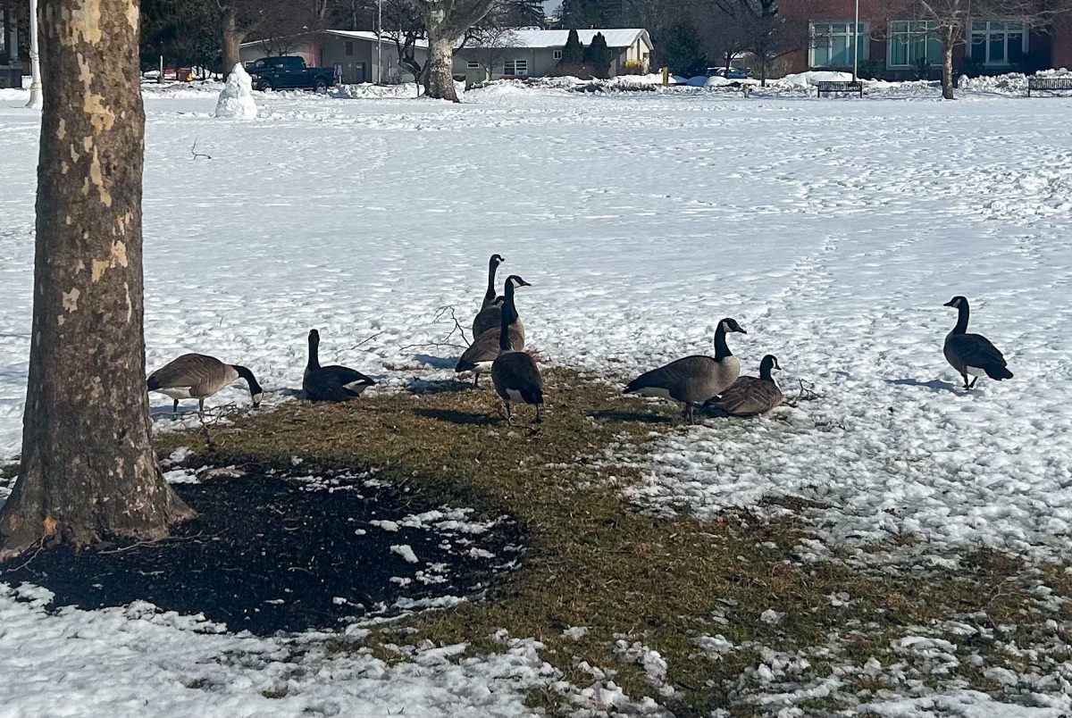 A gaggle of geese gather on the Bunce Green at Rowan University. Wednesday, Feb. 25, 2026. Glassboro, N.J. 