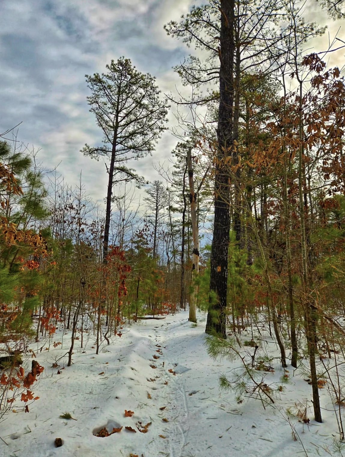 The Mullica River Trail
