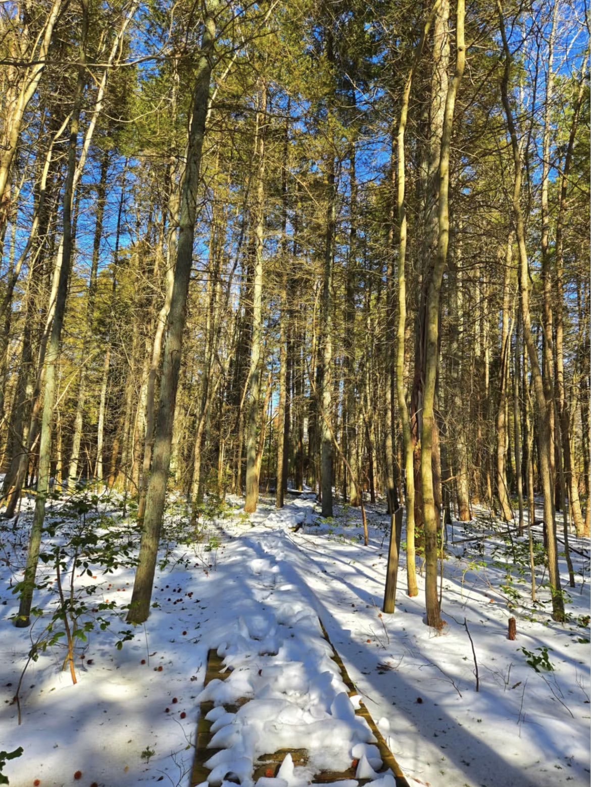 The Boardwalk Garden Trail at Whitesbog