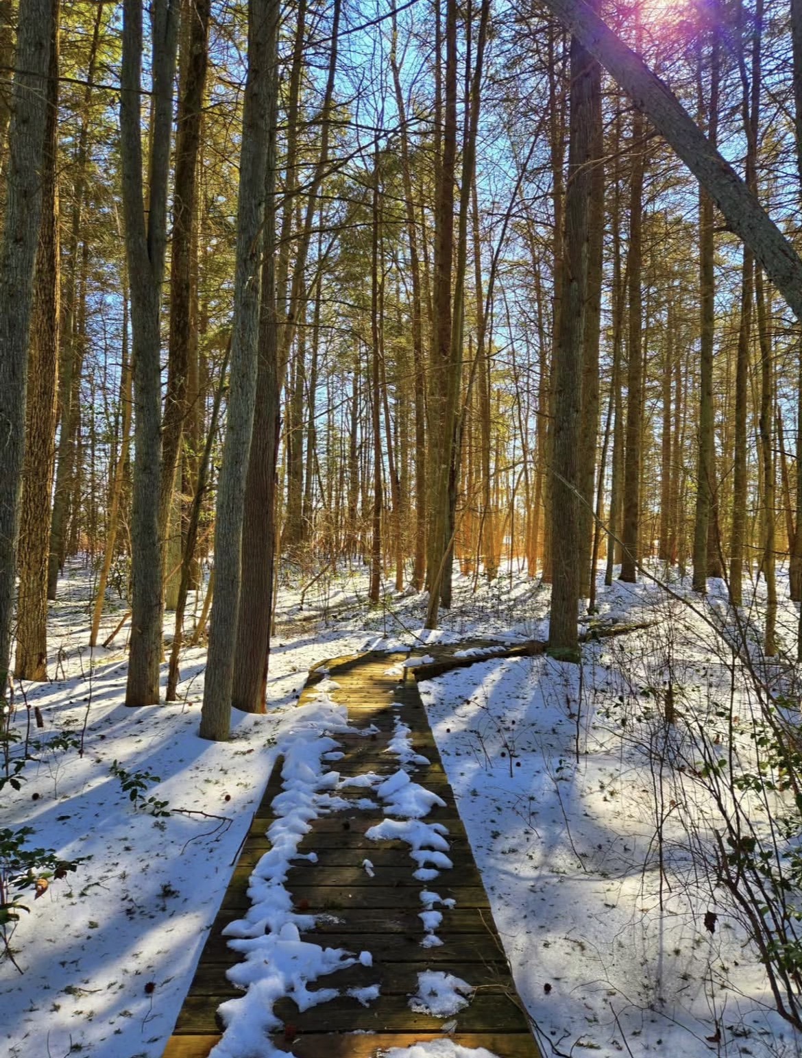 The Boardwalk Garden Trail at Whitesbog