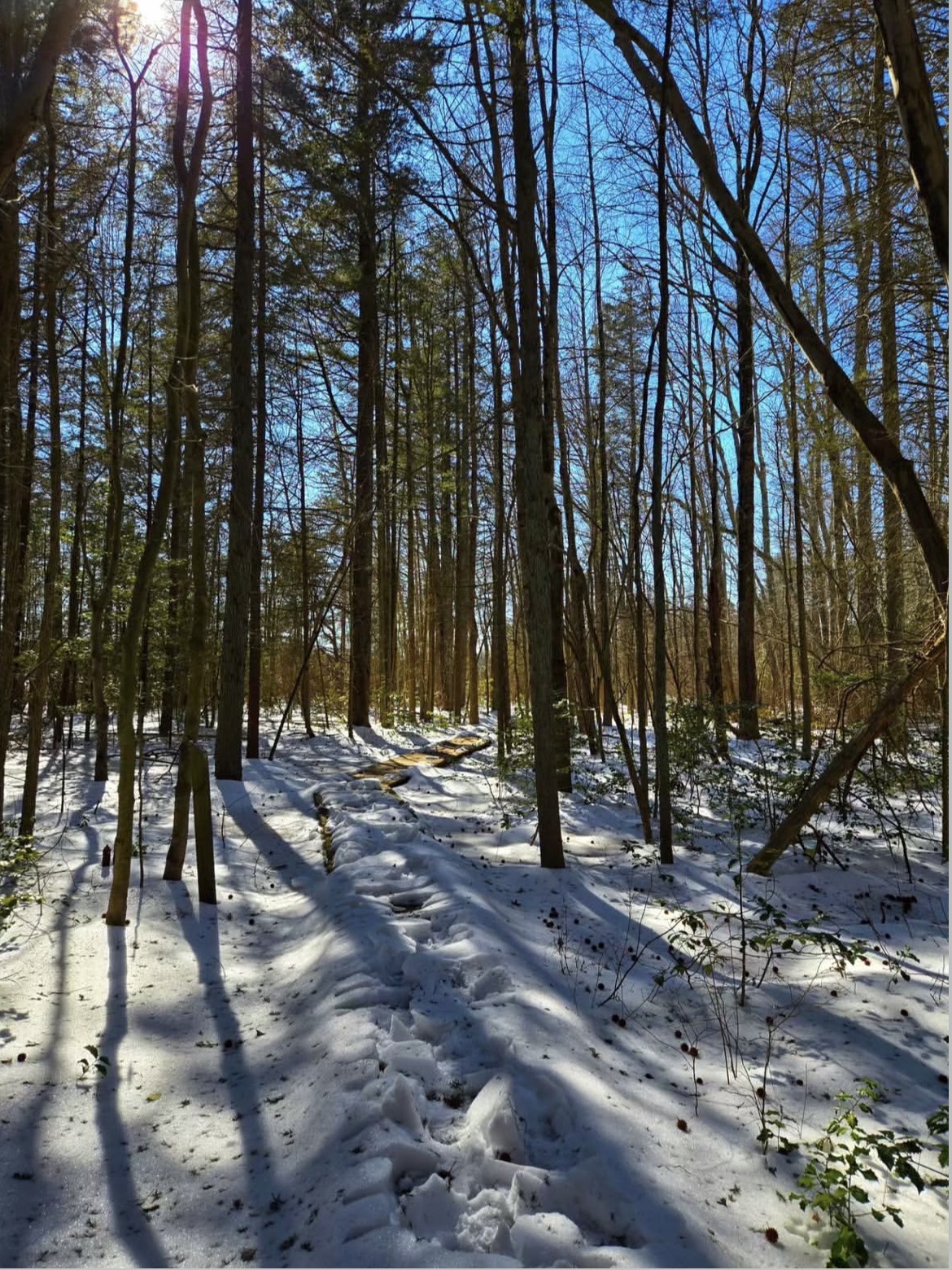 The Boardwalk Garden Trail at Whitesbog