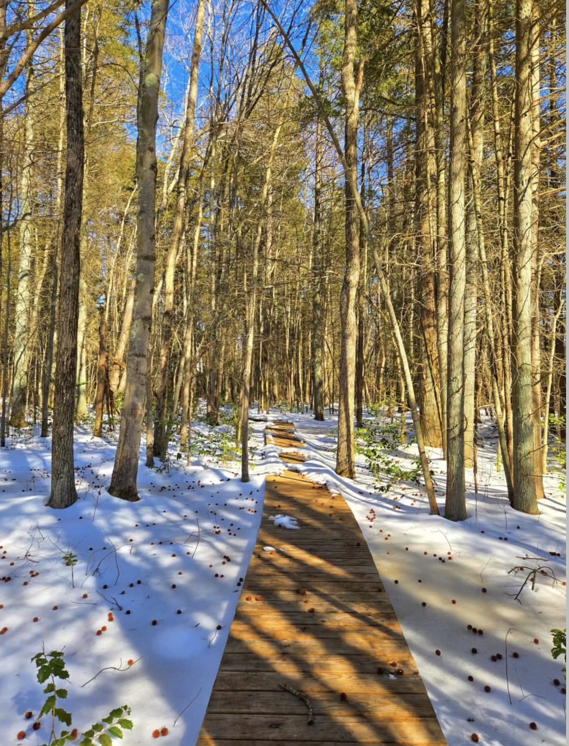 The Boardwalk Garden Trail at Whitesbog