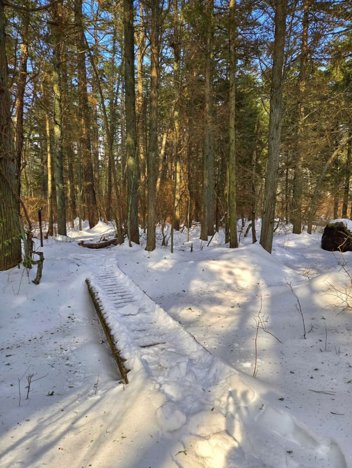 Brendan T. Byrne State Forest