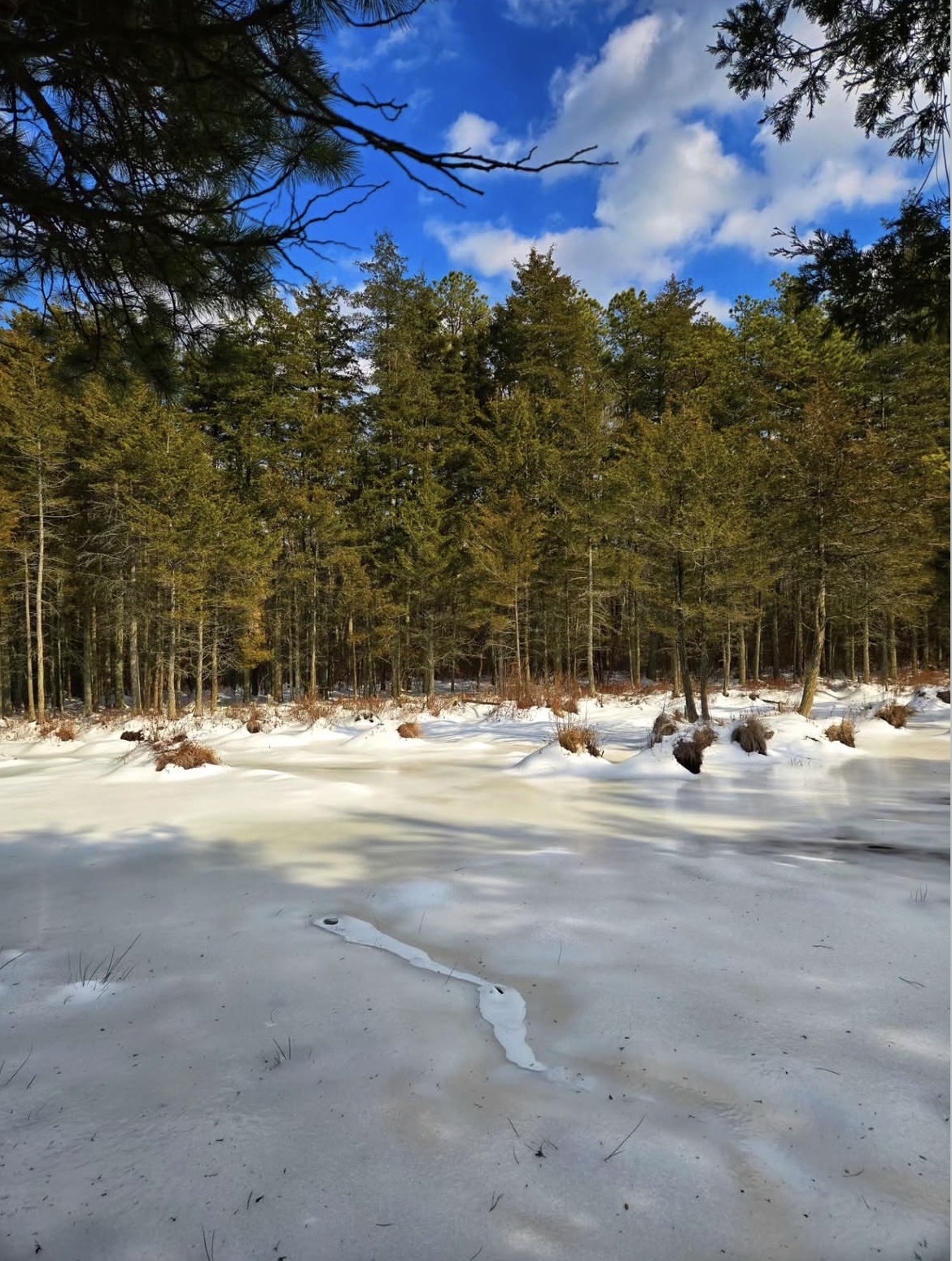 Brendan T. Byrne State Forest