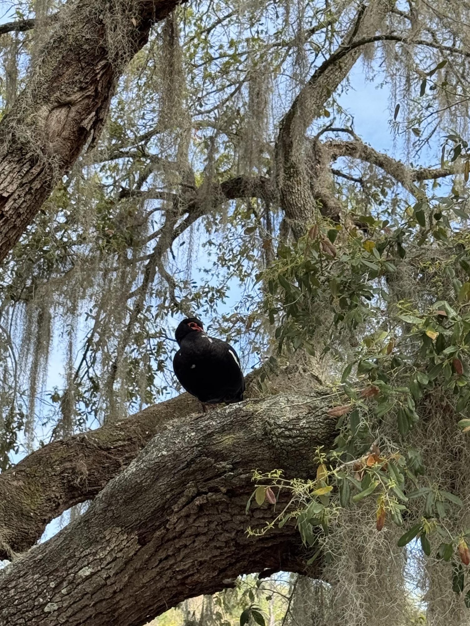 Lake Ella Park in Tallahassee, FL