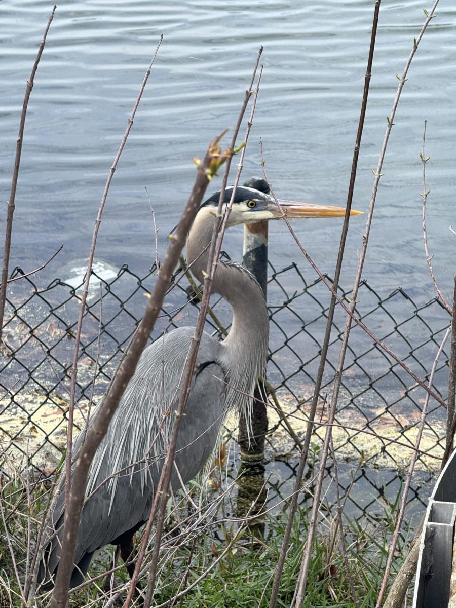 These photos were taken in Lake Ella Park in Tallahassee, Florida...a perfect Spring Break hike. (Sarah Shockey)