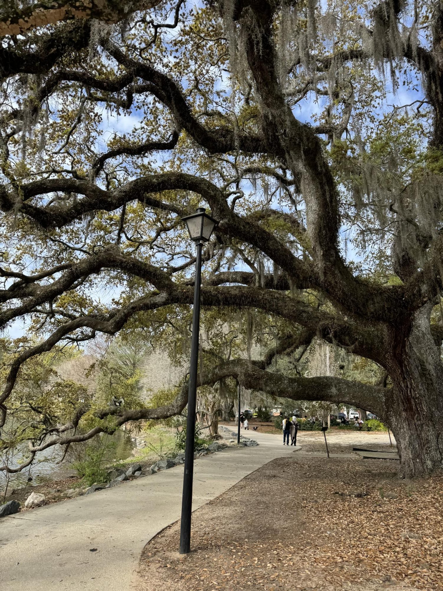 Lake Ella Park in Tallahassee, FL