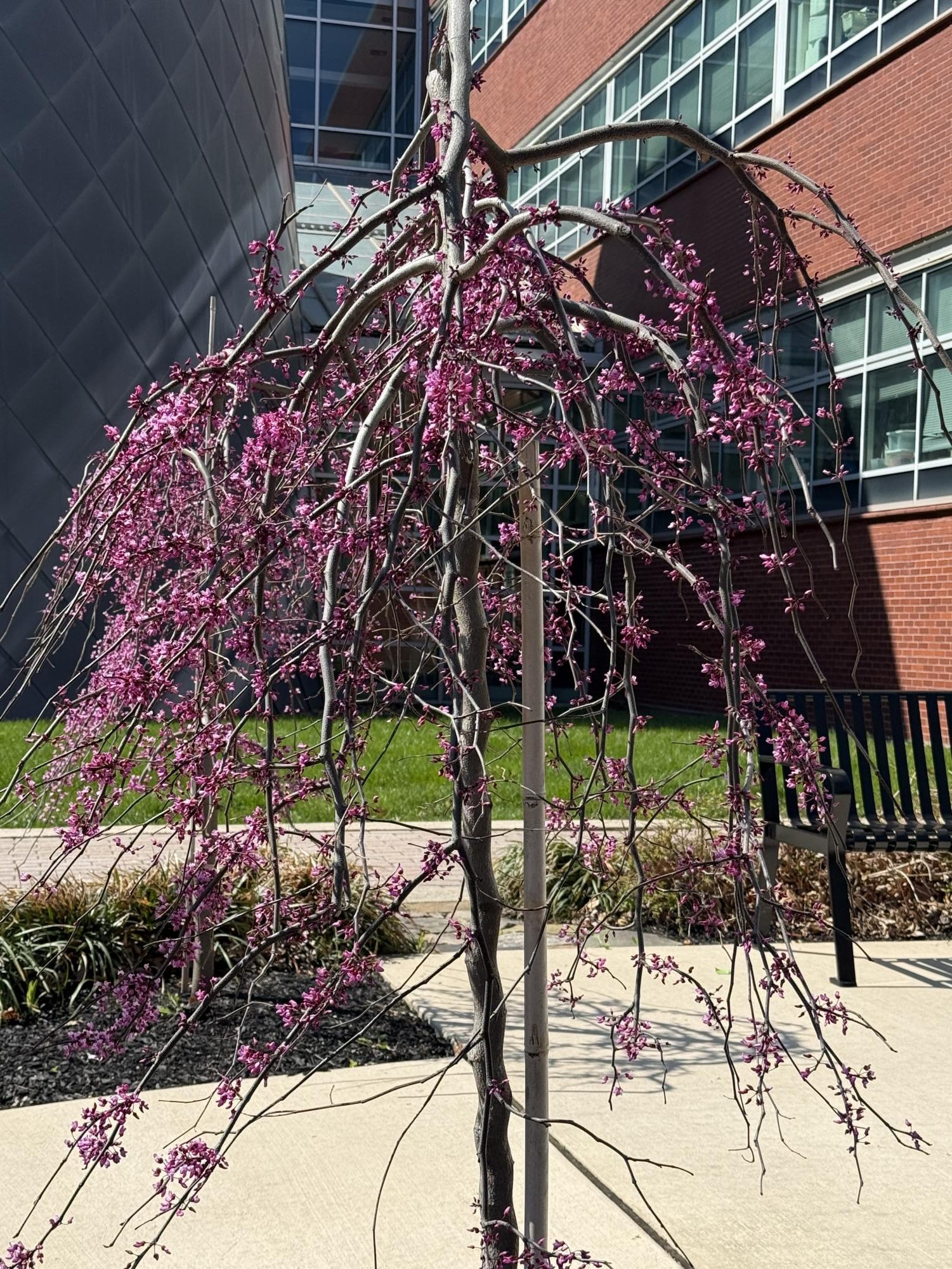 The plant life of the Glassboro campus serves as a resource for education, research and the public.