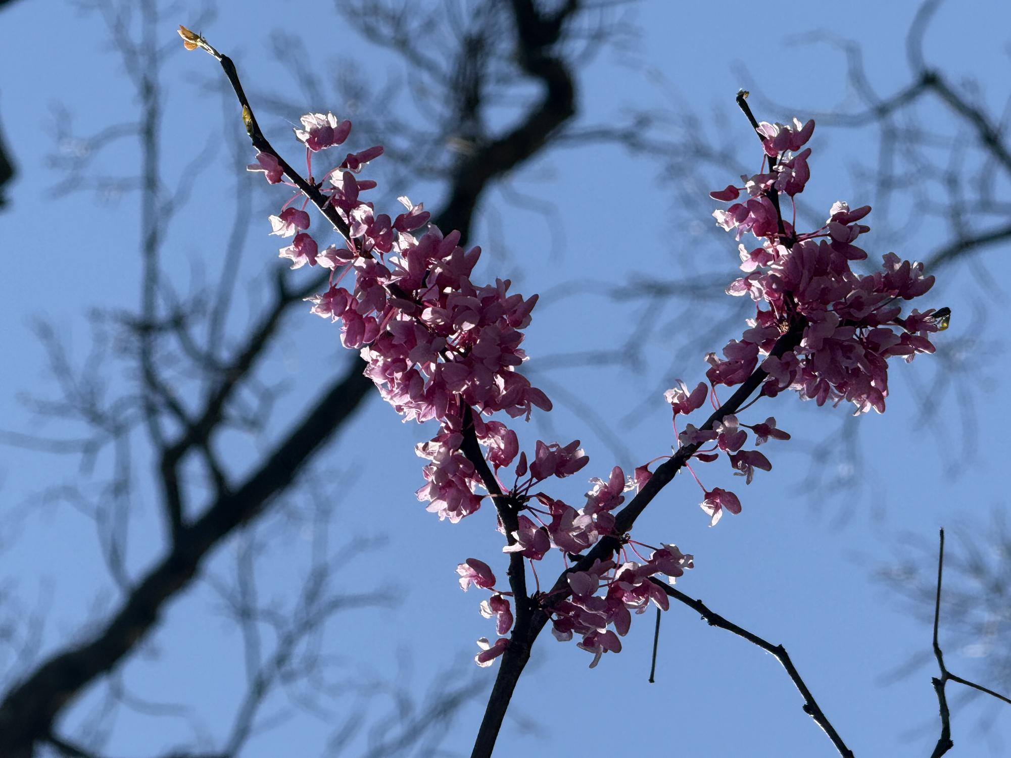 The plant life of the Glassboro campus serves as a resource for education, research and the public.