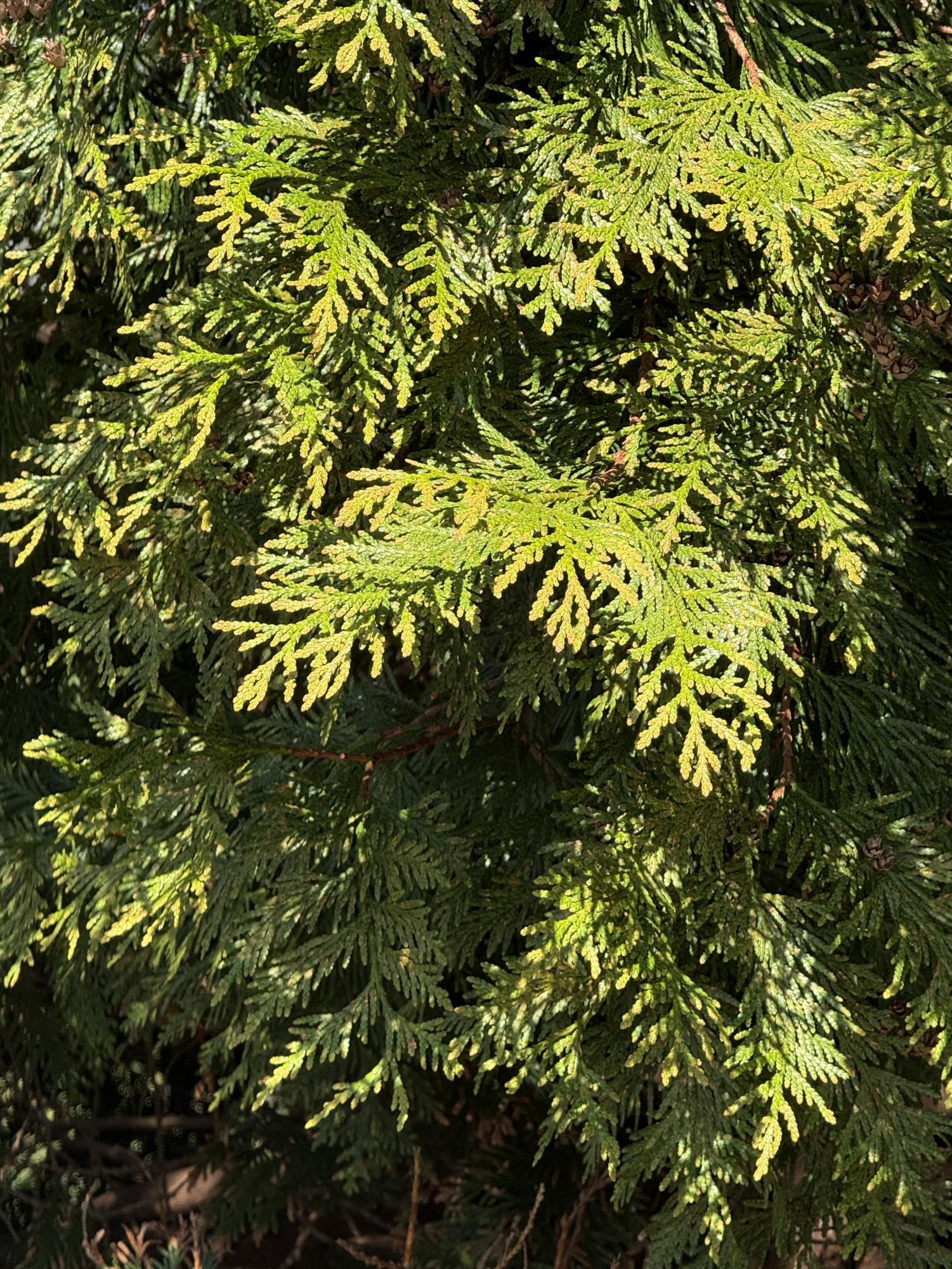 The plant life of the Glassboro campus serves as a resource for education, research and the public.
