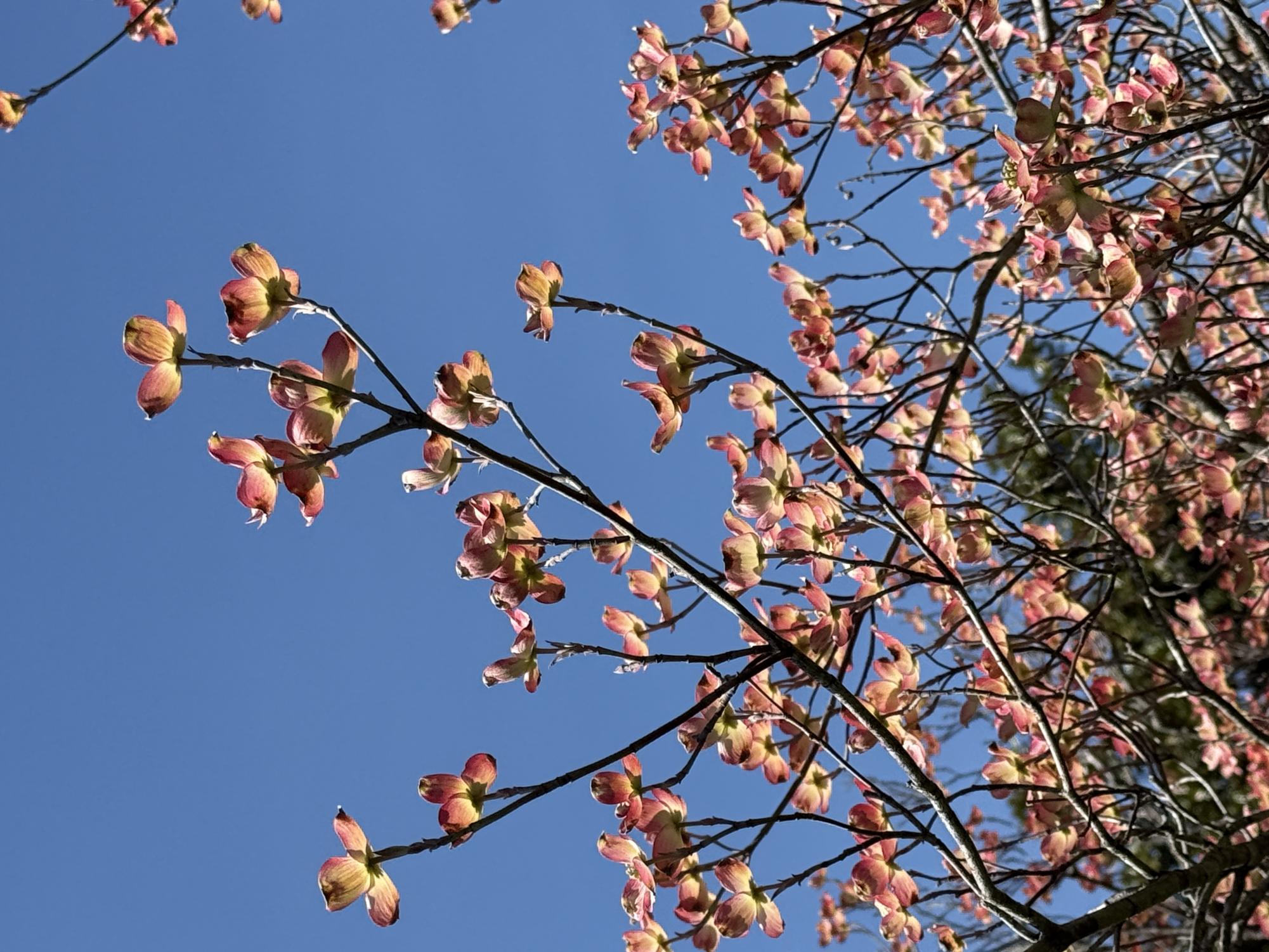 The plant life of the Glassboro campus serves as a resource for education, research and the public.