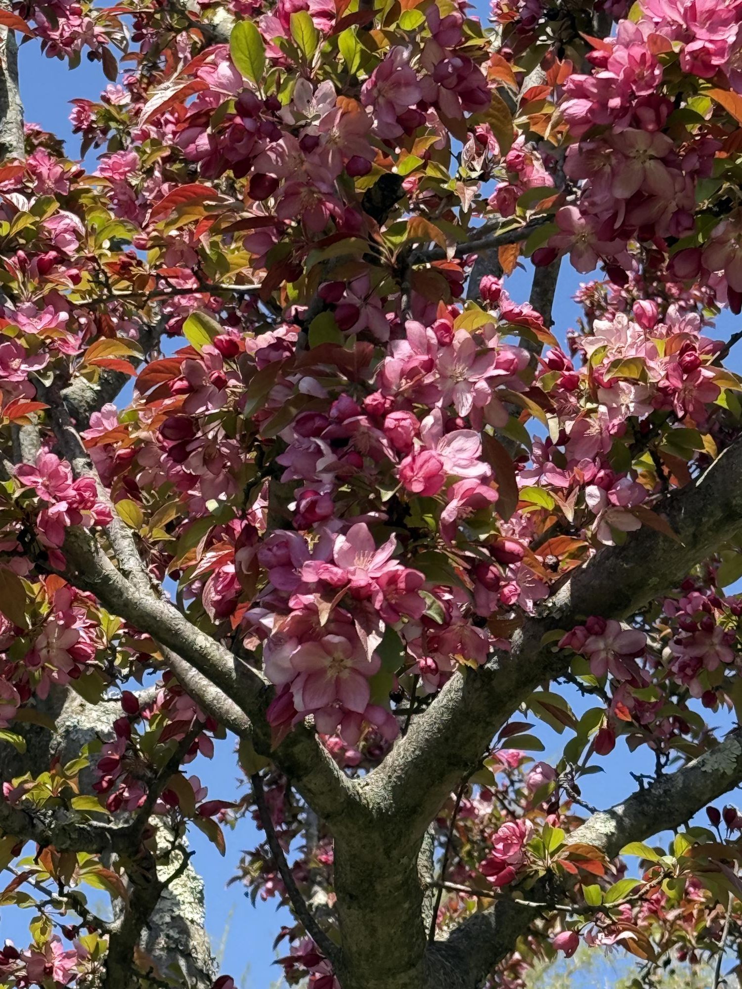 The plant life of the Glassboro campus serves as a resource for education, research and the public.