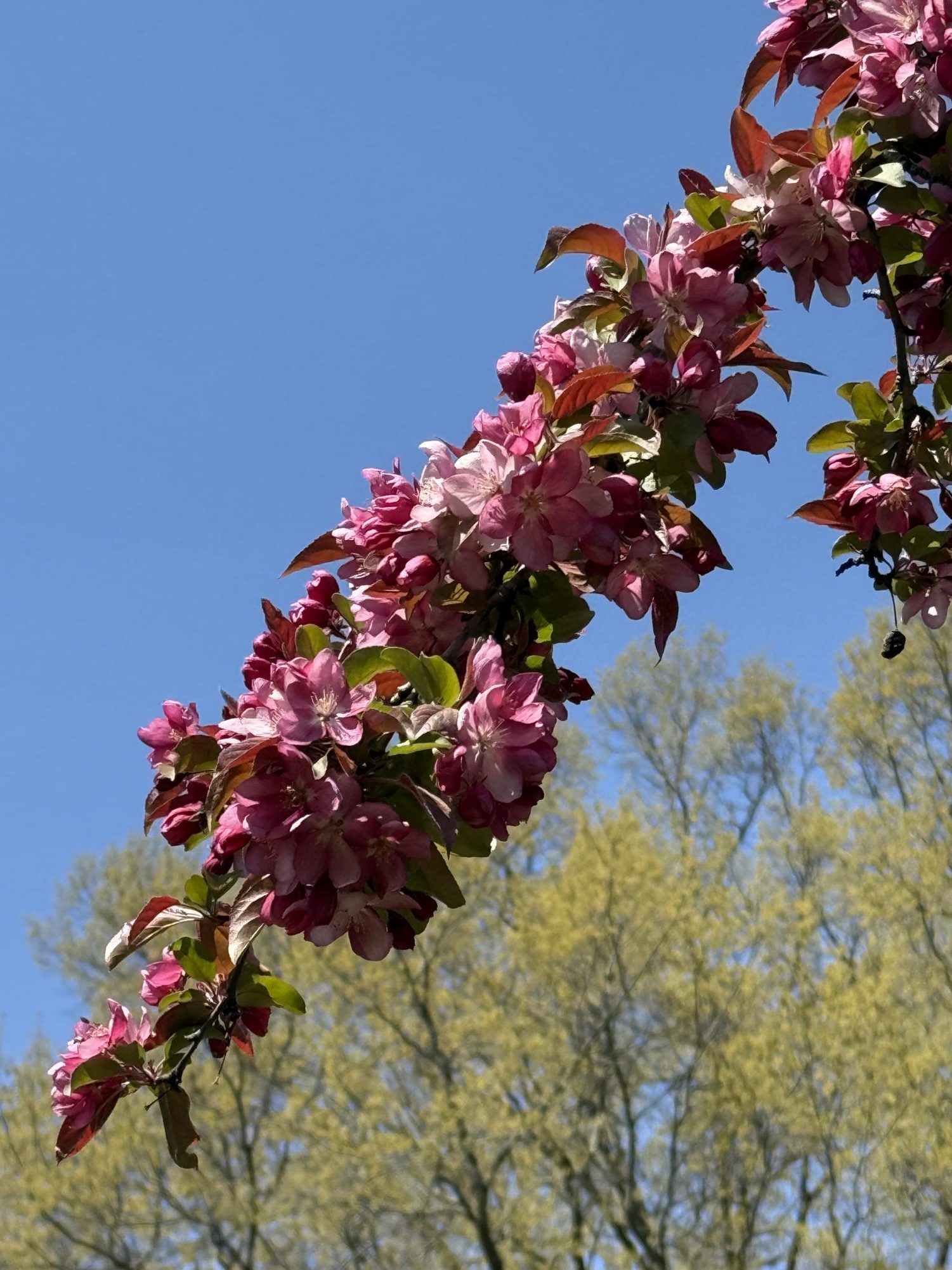 The plant life of the Glassboro campus serves as a resource for education, research and the public.