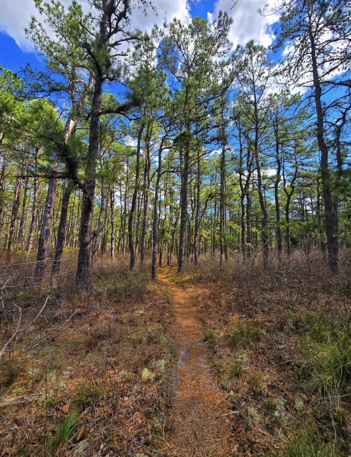 Batona Trail at the Pine Barrens