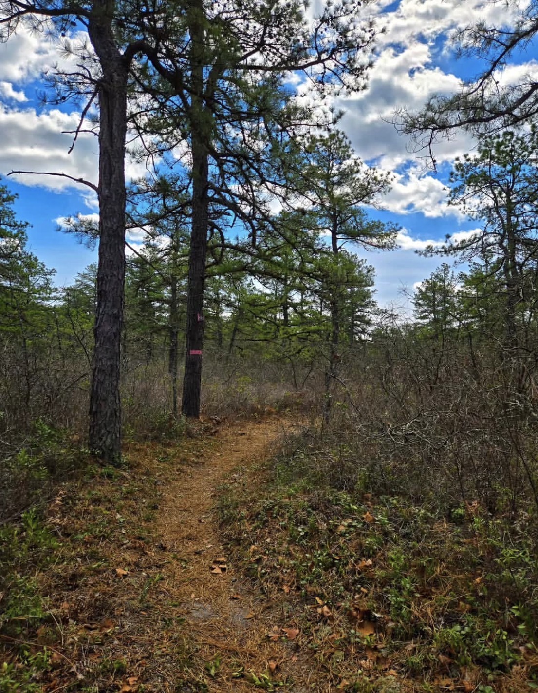 Batona Trail at the Pine Barrens