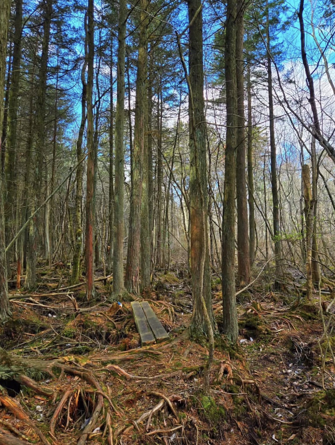 Batona Trail at the Pine Barrens