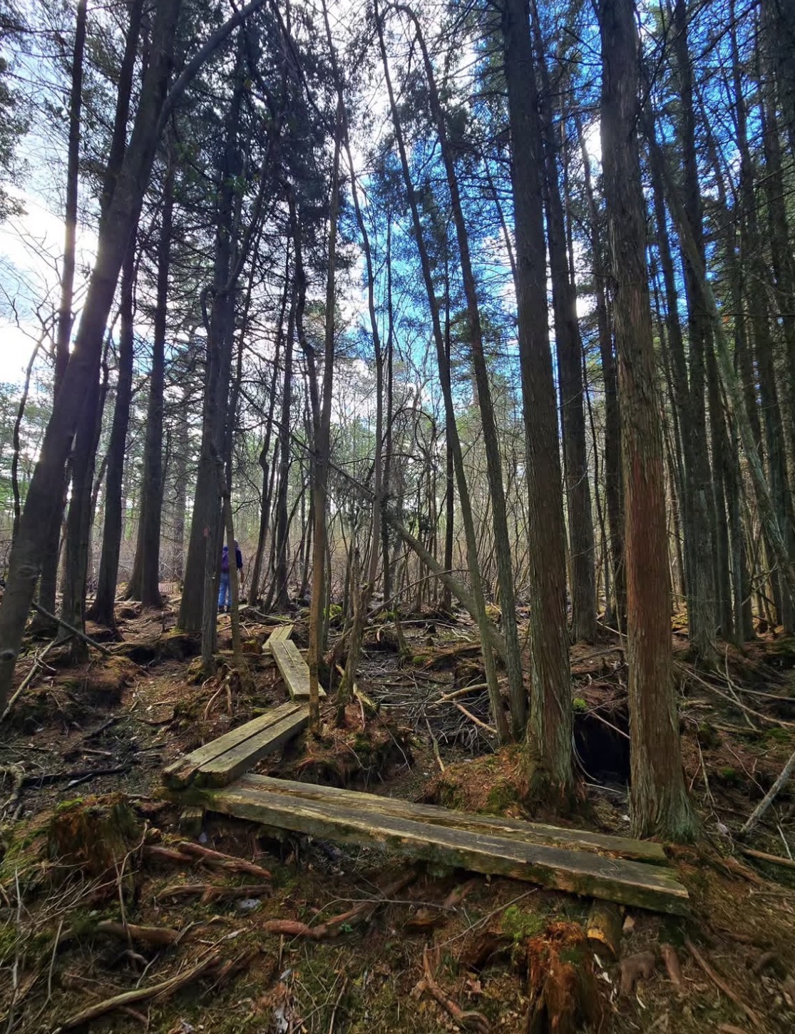 Batona Trail at the Pine Barrens