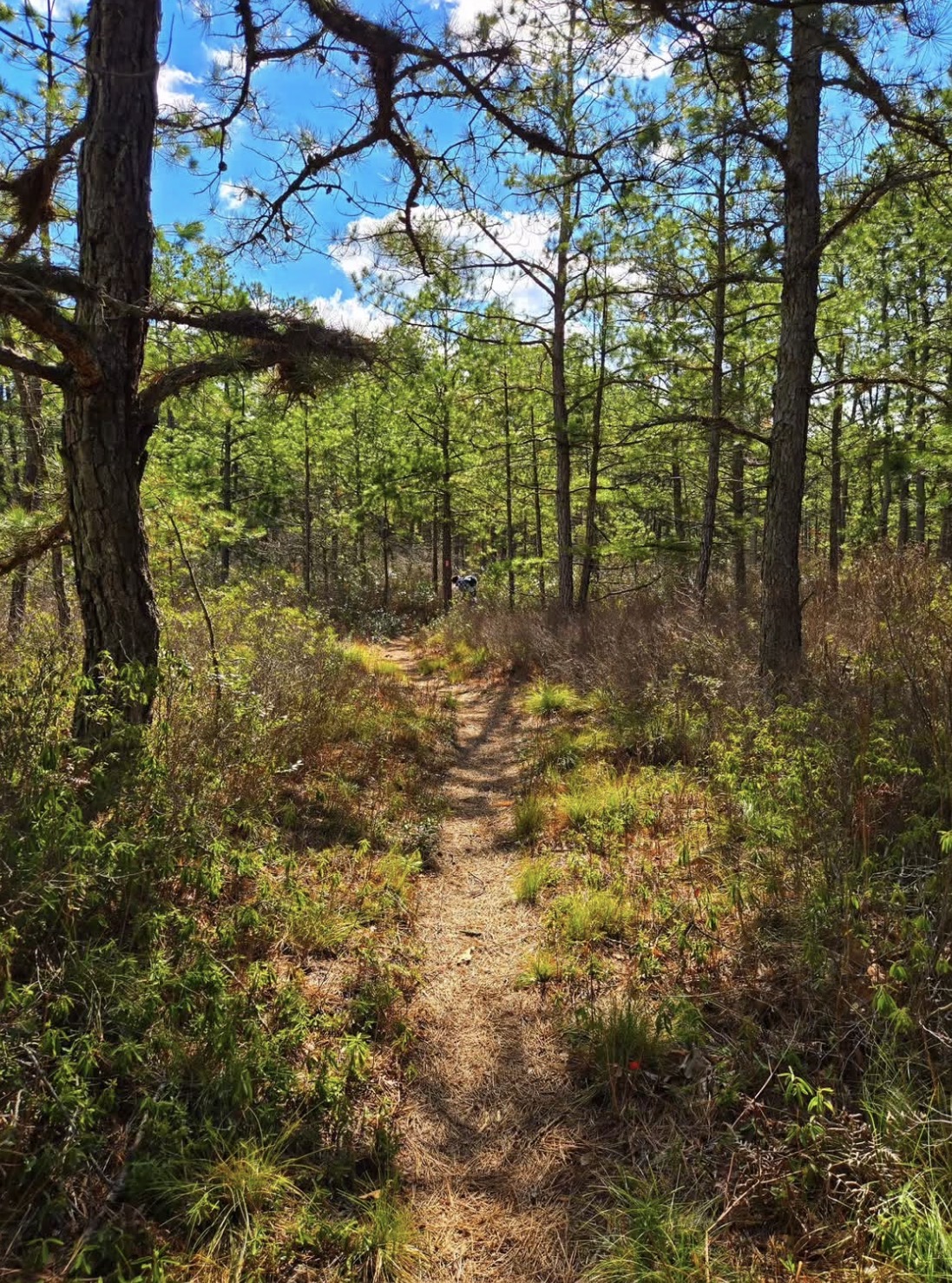 Batona Trail at the Pine Barrens