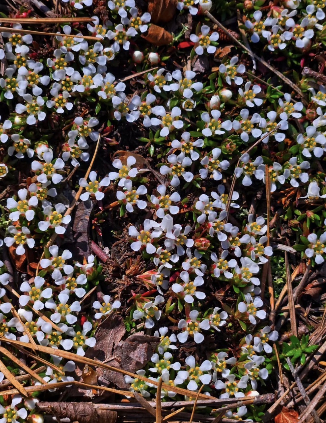 Batona Trail at the Pine Barrens