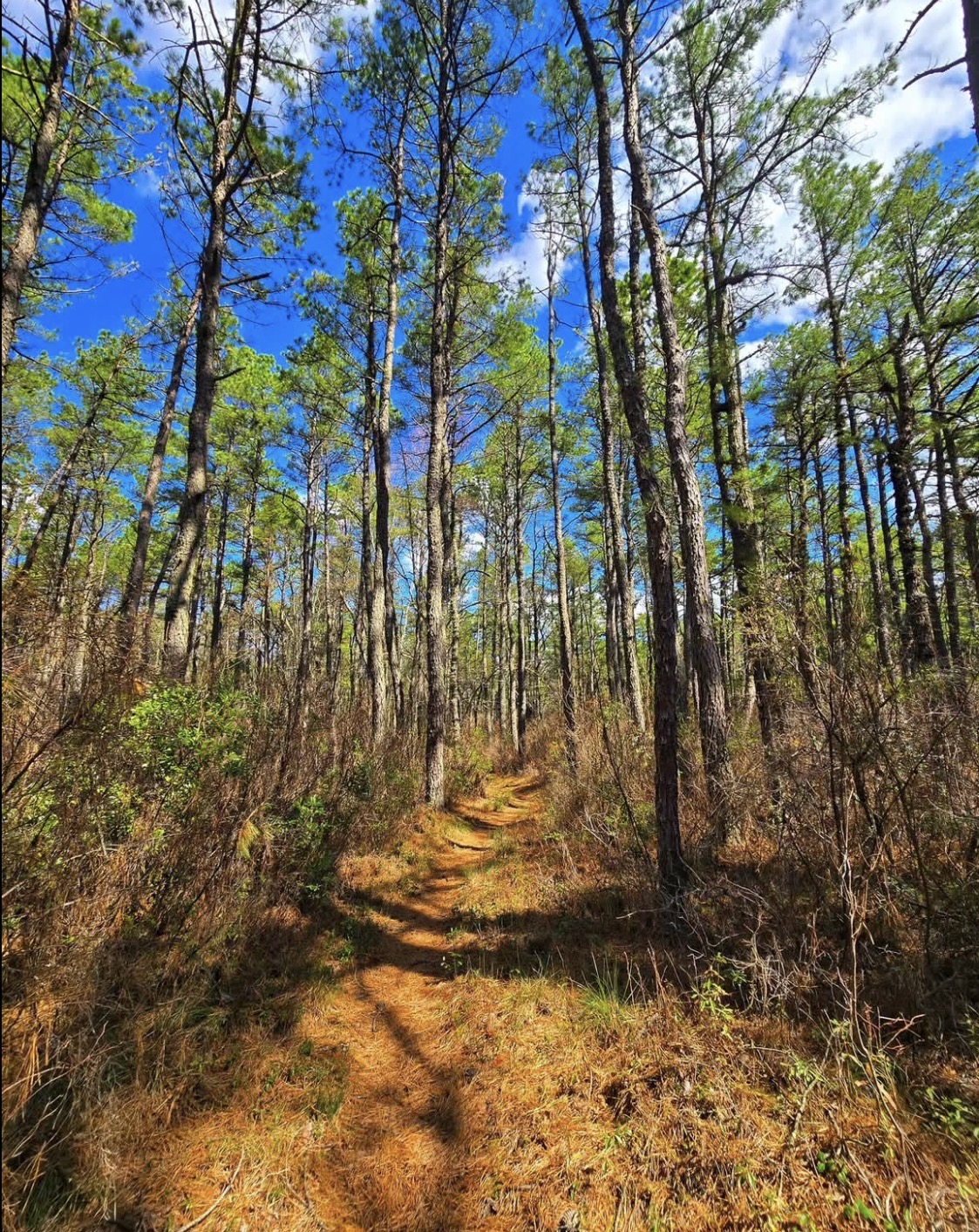 Batona Trail at the Pine Barrens