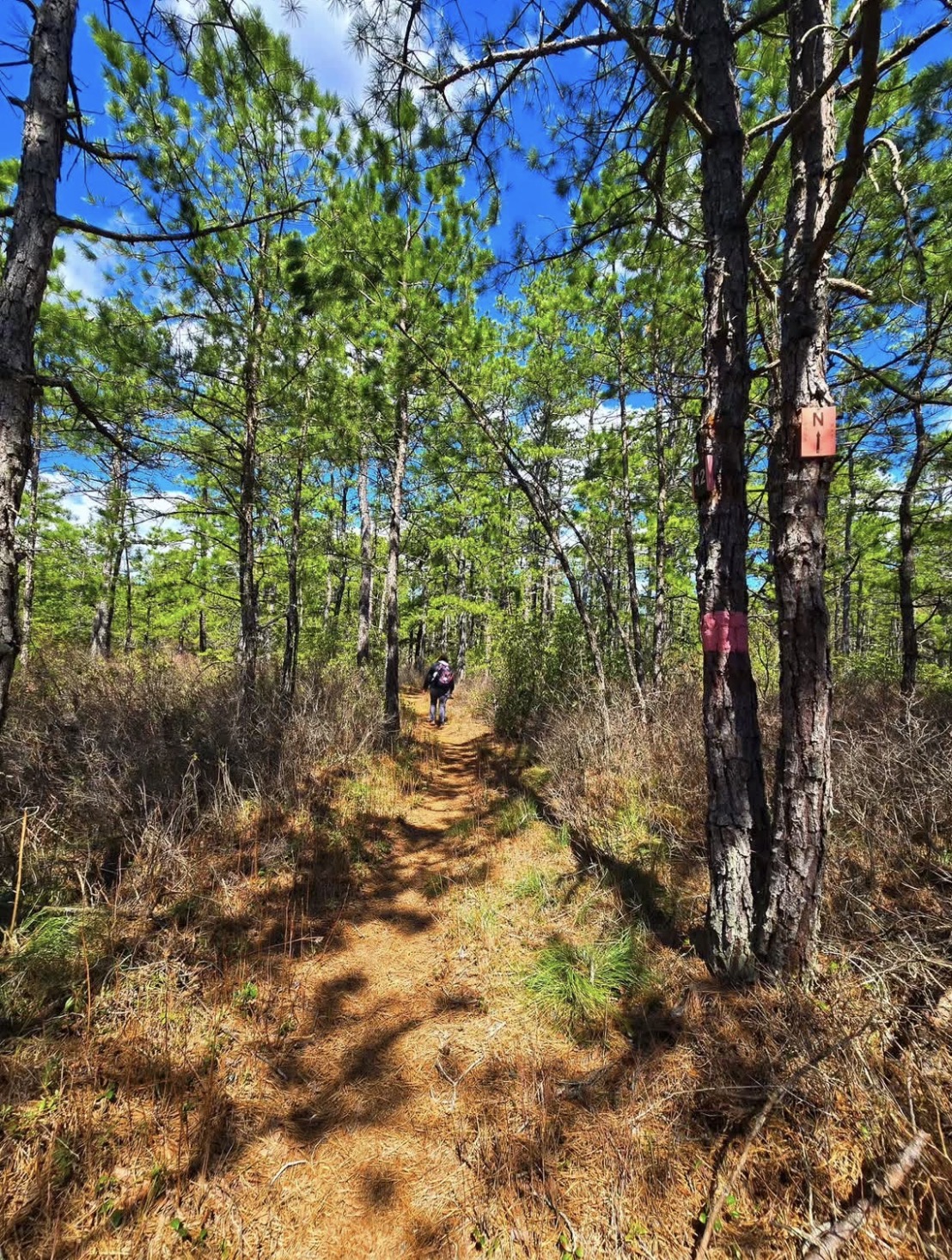 Batona Trail at the Pine Barrens